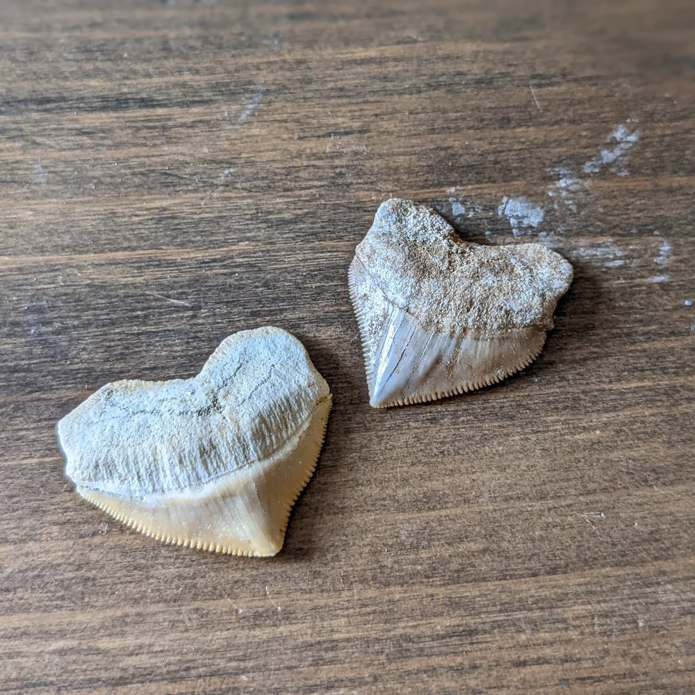 Real Corax (Squalicorax) Shark Teeth